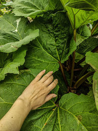 Cropped image of hand touching plant