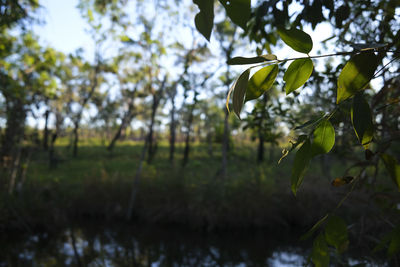 Close-up of plants against blurred background