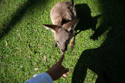 High angle view of hand pointing at kangaroo on field