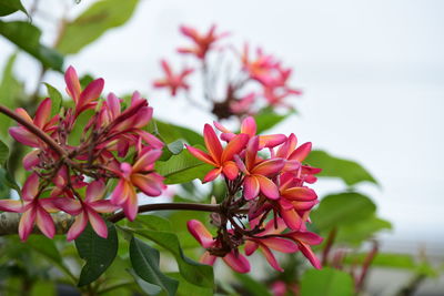Close-up of pink flowering plant
