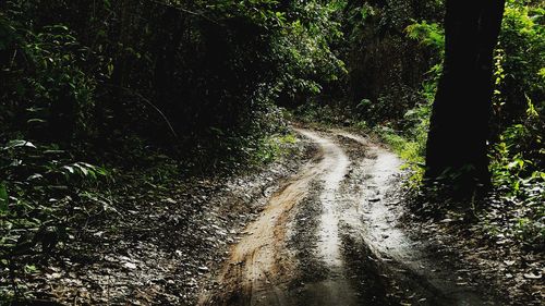 Dirt road amidst trees in forest