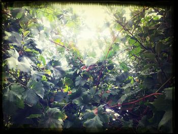 Low angle view of trees