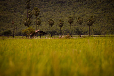 Scenic view of agricultural field