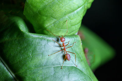 Close up red ant on green leaf in nature at thailand