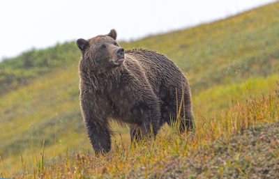 Grizzly bear sniffing the air in the rain in the tundra of denali national park in alaska
