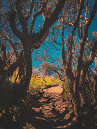 Trees in forest