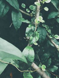 Close-up of fresh green leaves