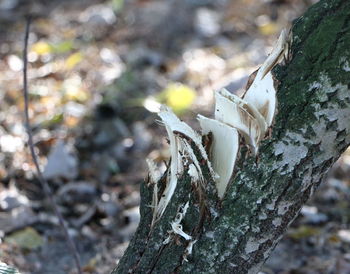 Close-up of leaves on tree trunk