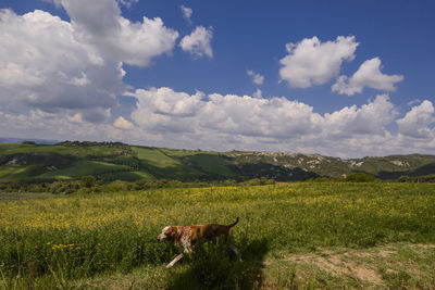 Scenic view of field against sky