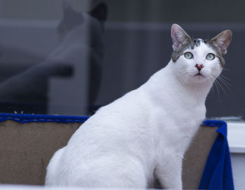 Close-up portrait of a cat