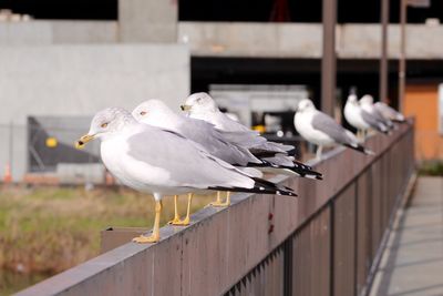 Pigeon perching on railing