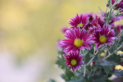 Pink daisy flowers in a garden