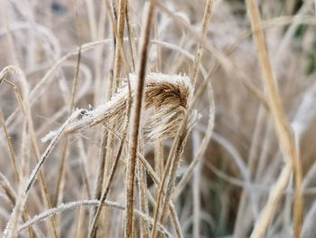 Close-up of dry plants on field