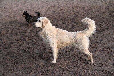 Portrait of dog standing on land