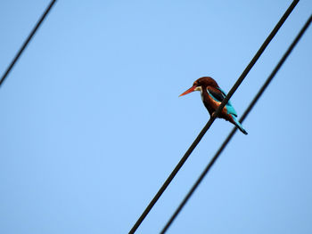 Low angle view of bird perching on cable