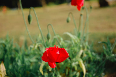 Close-up of red poppy flower on field