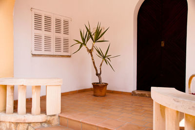 Potted plant on table by window at home