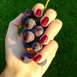 Cropped image of hand holding plant