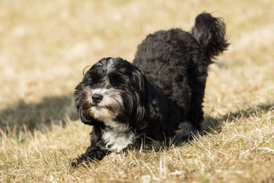 Dog looking away on field