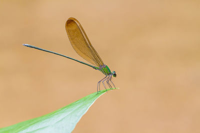 Close-up of damselfly on leaf