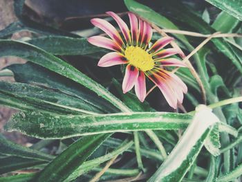 Close-up of flower blooming outdoors