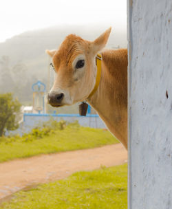 Close-up portrait of goat standing on field against sky