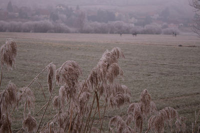  frozen landscape ,with horses and humans in the background. 