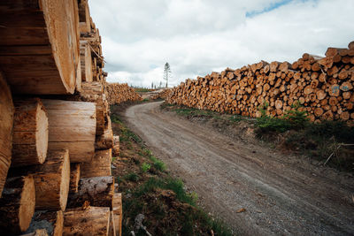 View of logs on road in forest