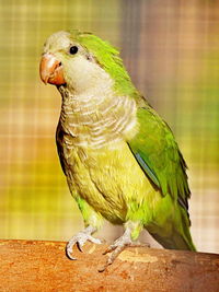 Close-up of parrot perching on wood