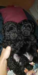 Close-up portrait of black dog