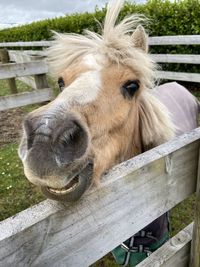 Close-up of horse in stable