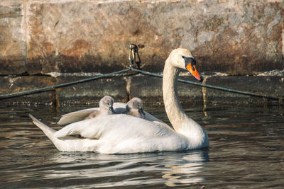 Close-up of swans swimming in lake