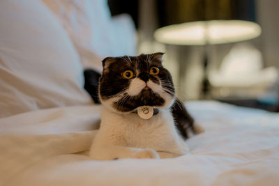 Close up scottish fold short black and white hair.