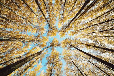 Low angle view of trees against blue sky