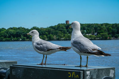 Seagull perching on retaining wall by sea against clear sky