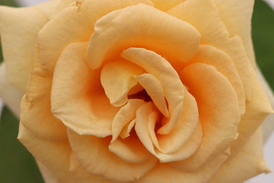 Close-up of rose flower