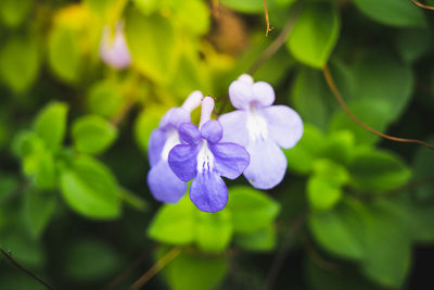 Close-up of purple flowering plant