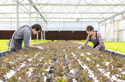 Side view of young man working in greenhouse