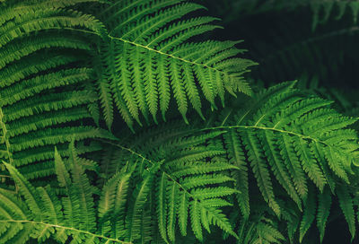 Natural green fern leaves background. bright foliage making an ideal backdrop for organic products