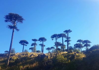 Silhouette trees against clear blue sky