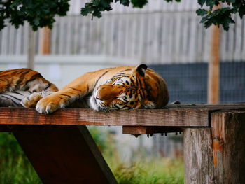 Close-up of tiger relaxing outdoors