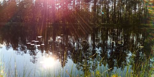 Scenic view of lake in forest