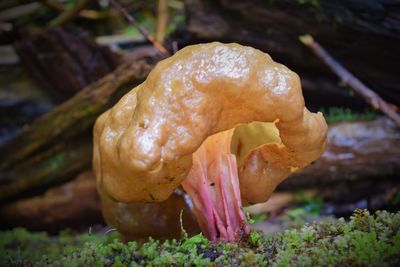 Close-up of mushrooms growing outdoors