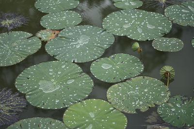 Close-up of water drops on leaves