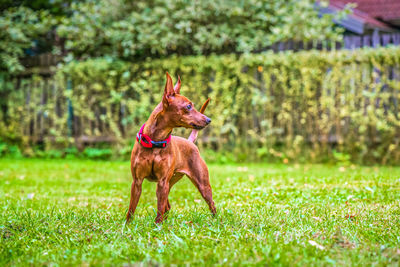 Outdoor portrait of a red miniature pinscher dog