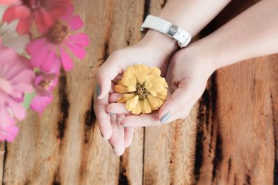 Close-up of hand holding flowering plant