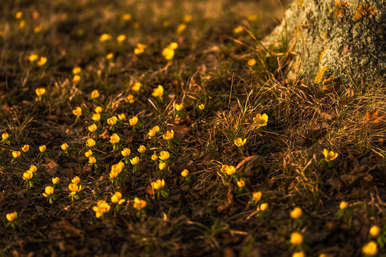 HIGH ANGLE VIEW OF SMALL YELLOW FLOWER ON FIELD