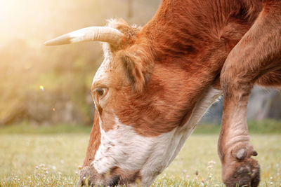 Beautiful brown cow portrait in the meadow