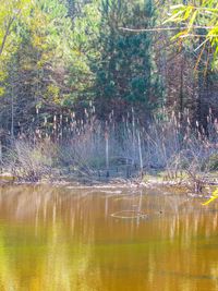 Scenic view of lake in forest