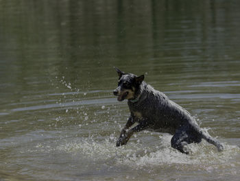 Dog running in water